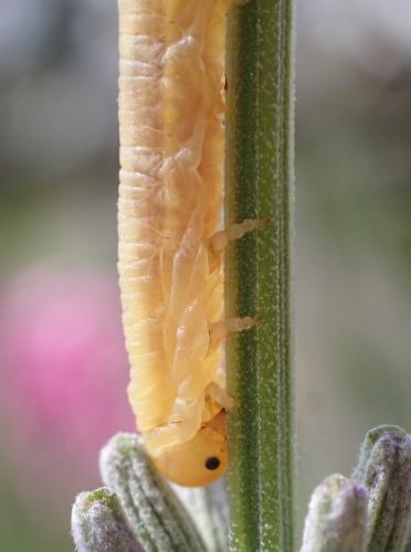 Réf. 334 120 : Dolerus sp.